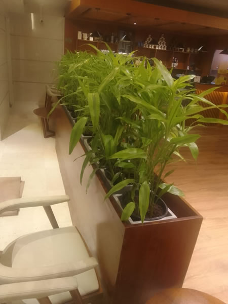 indoor Plants (1)