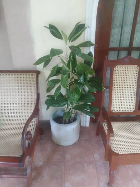 indoor Plants (2)