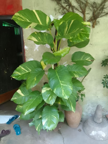 indoor Plants (3)