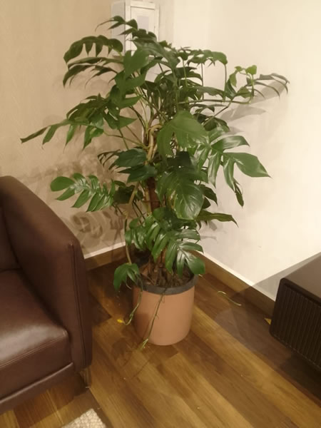 indoor Plants (4)