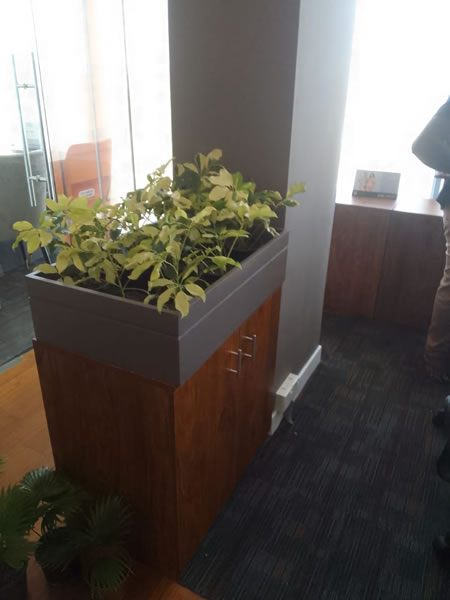 indoor Plants (5)